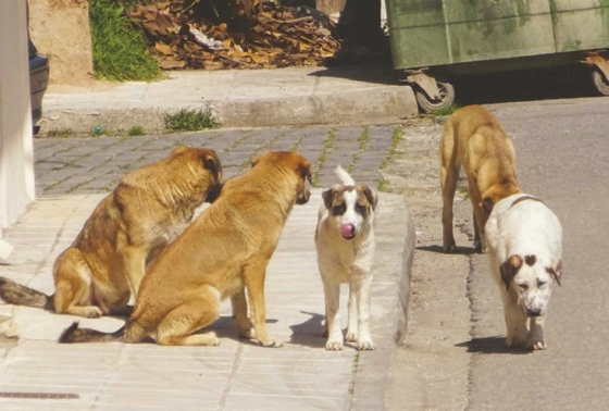 Γυναίκα βρέθηκε στο ΠΓΝΕ Αλεξανδρούπολης με κατάγματα έπειτα... από επίθεση σκύλων