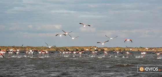 Bütün kuş türleri geldi! Evros Deltası görülmeye değer!