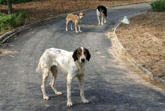 Αλεξανδρούπολη: "Αδέσποτα σκυλιά τραυμάτισαν το σκυλί μου"