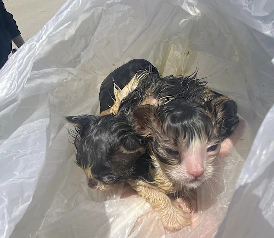 Aποτροπιασμός στη Σαμοθράκη: 'Εκλεισε νεογέννητα γατάκια σε σακούλα και τα πέταξε στα σκουπίδια