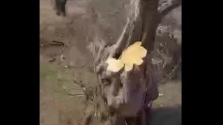 Καταγγελία για κόψιμο ελαιόδενδρων στην Αλεξανδρούπολη (video)