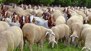 Εξαπλώνεται η ευλογιά αιγοπροβάτων - Απαγόρευση μετακινήσεων σε όλη τη χώρα