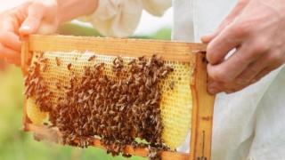 Κατά 70% μειωμένη η παραγωγή μελιού, μετά τις πυρκαγιές του 2023