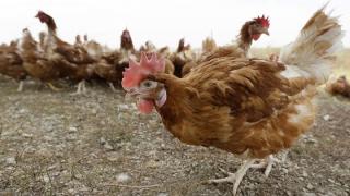 Γρίπη των πουλερικών στη Βουλγαρία - Επιφυλακή και στην Ελλάδα