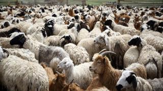 Την Παρασκευή διαμαρτυρία στην Ορεστιάδα για την ευλογιά των προβάτων