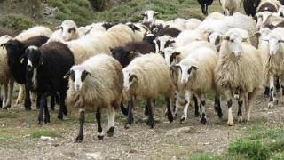 Σταθμοί απολύμανσης σε δρόμους και αυστηρά μέτρα για την ευλογιά