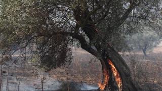 Έλεγχοι και στον Έβρο για αποζημιώσεις του ΕΛΓΑ λόγω πυρκαγιών και πλημμυρών