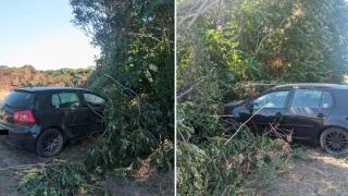 Υπάρχει πρόβλημα με το πέρασμα αγριογούρουνων στην περιοχή της Άνθειας (video)