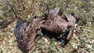 Μαζική θανάτωση Μαυρόγυπων και άλλων ζώων στο Δάσος Δαδιάς