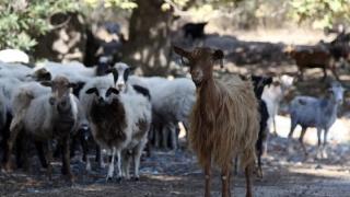 Το Σαββατοκύριακο στη Σαμοθράκη κτηνίατροι για την ευλογιά