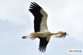 It's the period of time that the stork builds it's den.
