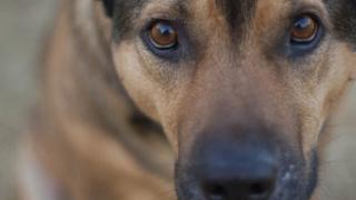 Προειδοποιούν για θανατώσεις ζώων οι 'Animal Killers Thrakis'.