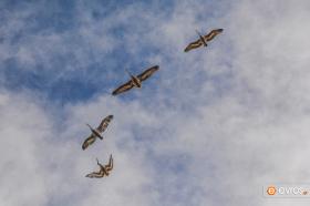 Looking up in the sky at Evros Delta