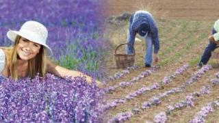Ετοιμάζουν Ομάδα Παραγωγών για αρωματικά στον Έβρο