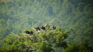 Η WWF Ελλάς συνεχίζει να δίνει"μάχη" ενάντια στα δηλητηριασμένα δολώματα που καταγράφονται στο Δάσος της Δαδιάς