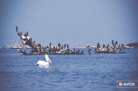 Delta of Evros