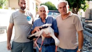 Τραυματισμένος στις Φέρες βρέθηκε πελαργός που δακτυλιώθηκε στην Πολωνία!