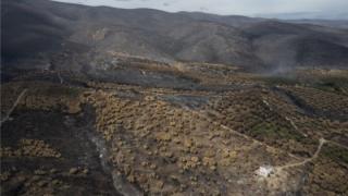 Σώθηκε ο αρχαίος ελαιώνας της Μάκρης - Kαταστράφηκε το δάσος της Κίρκης