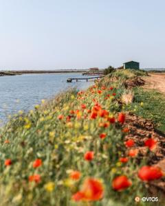 Poppies in the Evros Delta