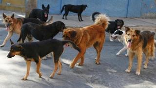 Συνεργασία του Δήμου Αλεξανδρούπολης, με το φιλοζωικό σωματείο "ΠΕΡΙΤΑΣ"