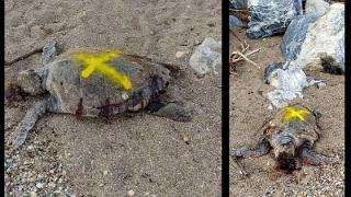 Κι άλλη νεκρή θαλάσσια χελώνα στην Αλεξανδρούπολη