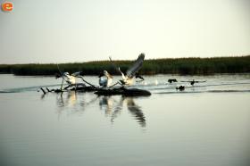 Pelicans in the Delta of Evros.