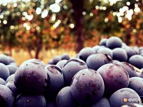 "Vine harvest in Feres"