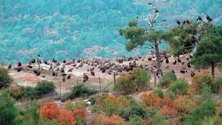 Συγκινητική κίνηση - Νεόνυμφοι θα δώσουν χρήματα από το γάμο τους για την αποκατάσταση του Εθνικού Πάρκου