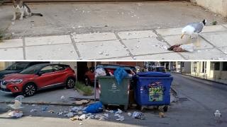 Η Αλεξανδρούπολη "κατελήφθη" από τους γλάρους