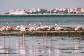 The beautiful flamingos in a rare sight in the port of Alexandroupoli