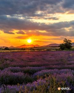 A field full of lavender near Doriko
