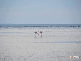A cute couple of flamingo at Evros Delta