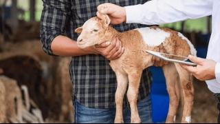 Ξεσηκώνονται και οι δημόσιοι κτηνίατροι του Έβρου - Κλειστά τα σφαγεία σε Φέρες & Ορεστιάδα