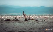  Evros Deltası'ndaki flamingolar