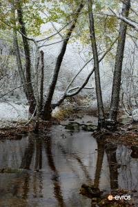 The snowy forest of Leptokarya