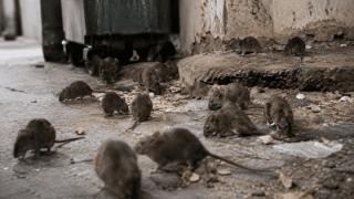 Χιλιάδες ποντίκια βγαίνουν από τη γη στην Ανατολική πλευρά του δήμου Αλεξανδρούπολης