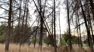 Κολυμβητήριο Αλεξανδρούπολης: Ξερά και επικίνδυνα πεύκα πάνω από τα κεφάλια των παιδιών (video)