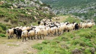 Έβρος: Μεγάλη η μείωση του αιγοπροβατοτροφικού κεφαλαίου μέσα σε μία επταετία