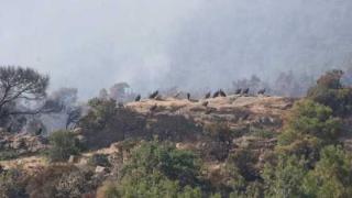 Η φετινή Παγκόσμια Ημέρα Ευαισθητοποίησης για τους γύπες τους βρίσκει… καπνισμένους, ξεσπιτωμένους και εμάς απελπισμένους