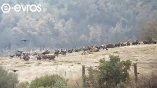 Συγκίνηση & Αισιοδοξία: Τα πουλιά του δάσους της Δαδιάς δεν έφυγαν ποτέ! (video)