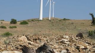 563 πτηνά και νυχτερίδες είναι τα "θύματα" των ανεμογεννητριών σε Έβρο & Ροδόπη