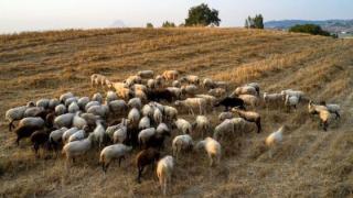 Πανώλη: 630 ζώα θανατώθηκαν στην Περιφέρεια Ανατολικής Μακεδονίας και Θράκης