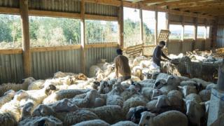 Επέκταση ενίσχυσης σε κτηνοτρόφους της ΑΜΘ – Ματαιώνονται οι προγραμματισμένες κινητοποιήσεις