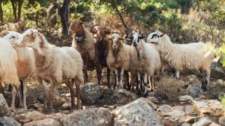 Νέες παρεμβάσεις στον Έβρο από το ΥΠΑΑΤ για την προστασία απέναντι στις επιζωοτίες