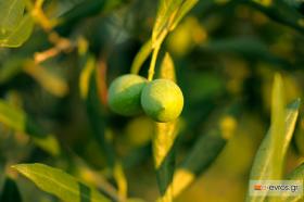 We have the greatest olives of all, how can we do it?
