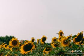 Sunflowers in the plain
