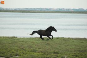 Debonair horse in the Delta of Evros.