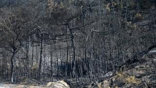 WWF: Τι μας δείχνει ο Έβρος για τις δασικές πυρκαγιές