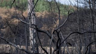Σε απόγνωση οι κτηνοτρόφοι του Έβρου – Μετρούν τις πληγές τους από την ξηρασία & τις πυρκαγιές