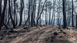 Περιβαλλοντικές οργανώσεις: Αδικαιολόγητη καθυστέρηση για την προστασία πυρόπληκτων περιοχών σε Έβρο και Ροδόπη